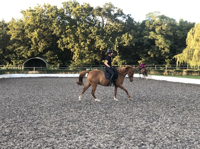 Deutsches Reitpony Stute 17 Jahre 149 cm Fuchs in Jühnsdorf