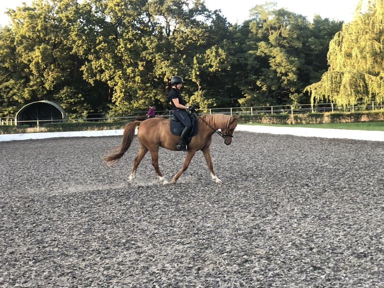 Deutsches Reitpony Stute 17 Jahre 149 cm Fuchs in Jühnsdorf