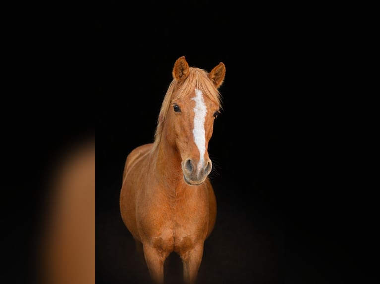 Deutsches Reitpony Stute 17 Jahre 149 cm Fuchs in Jühnsdorf