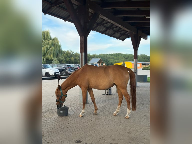Deutsches Reitpony Stute 17 Jahre 149 cm Fuchs in Jühnsdorf