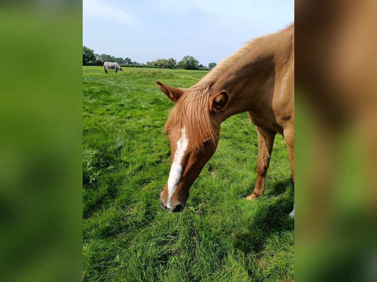 Deutsches Reitpony Stute 17 Jahre 149 cm Fuchs in Jühnsdorf