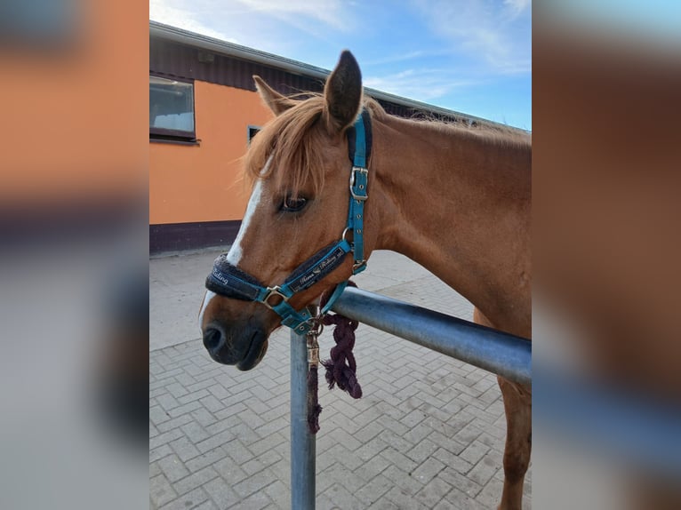 Deutsches Reitpony Stute 17 Jahre 149 cm Fuchs in Jühnsdorf
