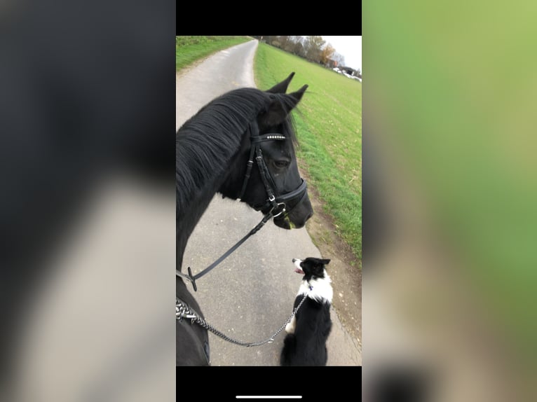 Deutsches Reitpony Stute 17 Jahre 149 cm Rappe in Voerde