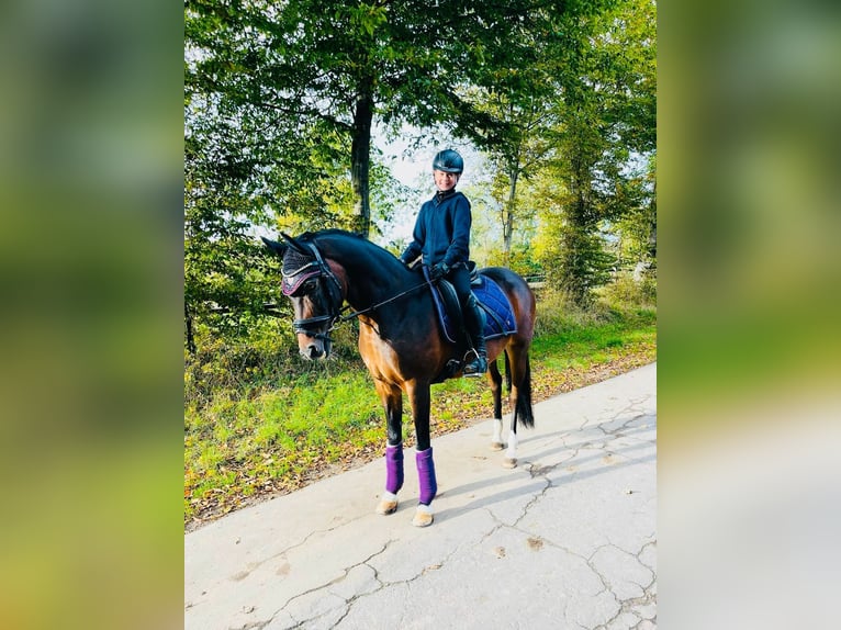 Deutsches Reitpony Stute 17 Jahre 150 cm Brauner in Beckum