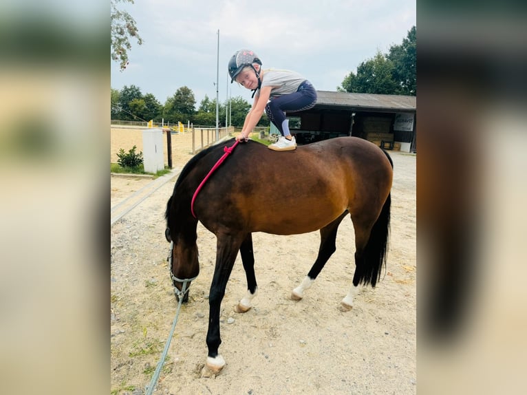 Deutsches Reitpony Stute 17 Jahre 150 cm Brauner in Beckum