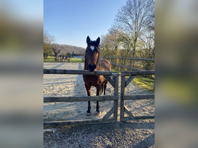 Deutsches Reitpony Stute 17 Jahre 152 cm Brauner in Eitorf
