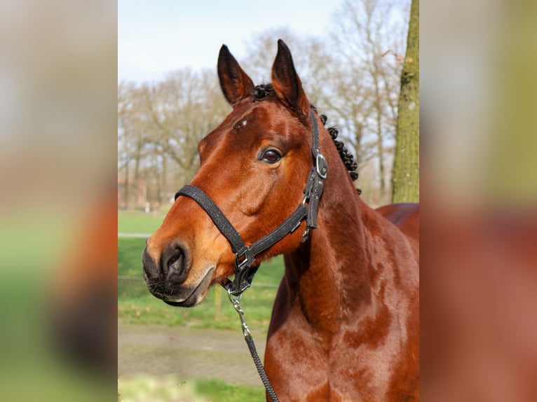 Deutsches Reitpony Stute 17 Jahre 153 cm Brauner in Wietmarschen