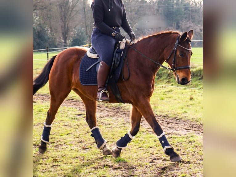 Deutsches Reitpony Stute 17 Jahre 153 cm Brauner in Wietmarschen