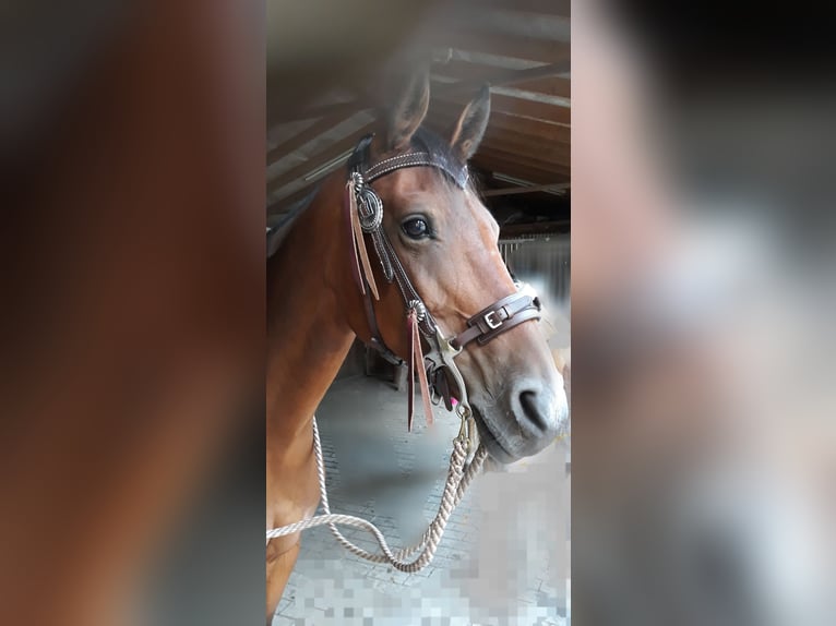 Deutsches Reitpony Stute 17 Jahre 153 cm Brauner in Wietmarschen