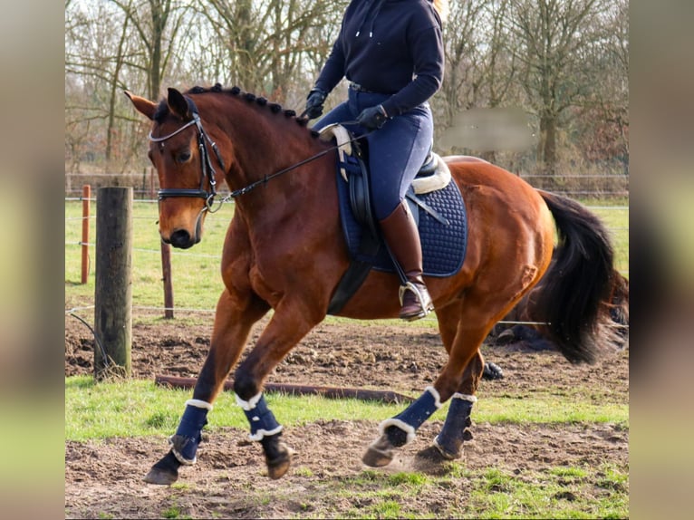 Deutsches Reitpony Stute 17 Jahre 153 cm Brauner in Wietmarschen
