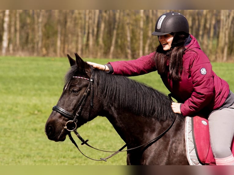 Deutsches Reitpony Stute 17 Jahre 153 cm Rappe in Himmelpforten