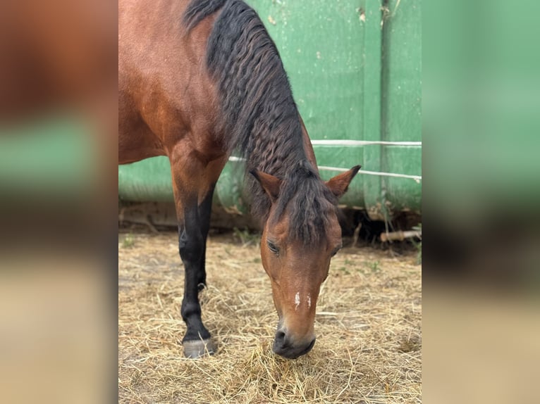Deutsches Reitpony Mix Stute 18 Jahre 131 cm Brauner in Mölln