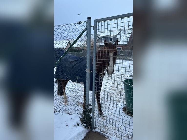 Deutsches Reitpony Stute 18 Jahre 137 cm  in Cremlingen