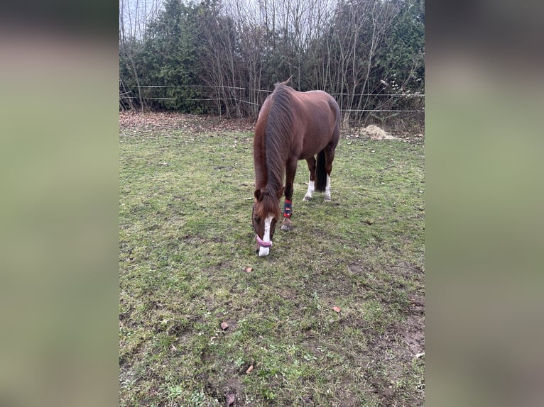 Deutsches Reitpony Stute 18 Jahre 137 cm  in Cremlingen