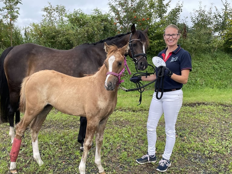 Deutsches Reitpony Stute 18 Jahre 139 cm Dunkelbrauner in Risum-Lindholm