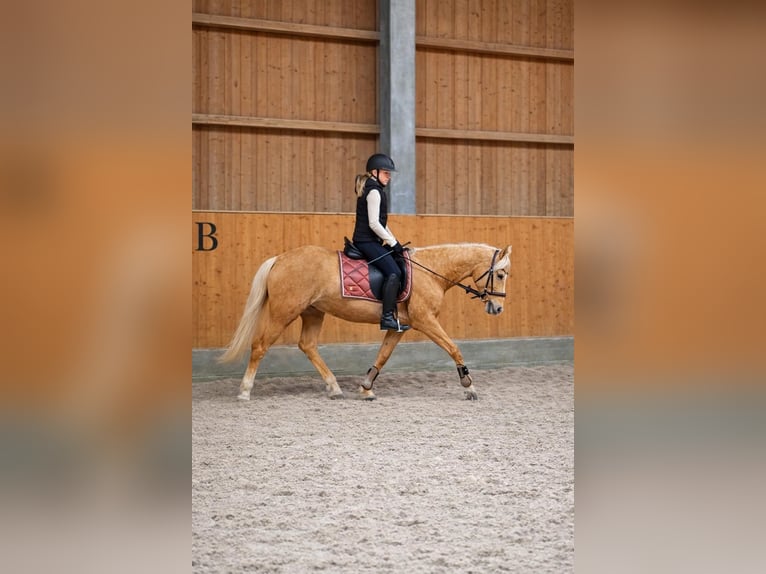 Deutsches Reitpony Stute 18 Jahre 140 cm Palomino in Bruckmühl