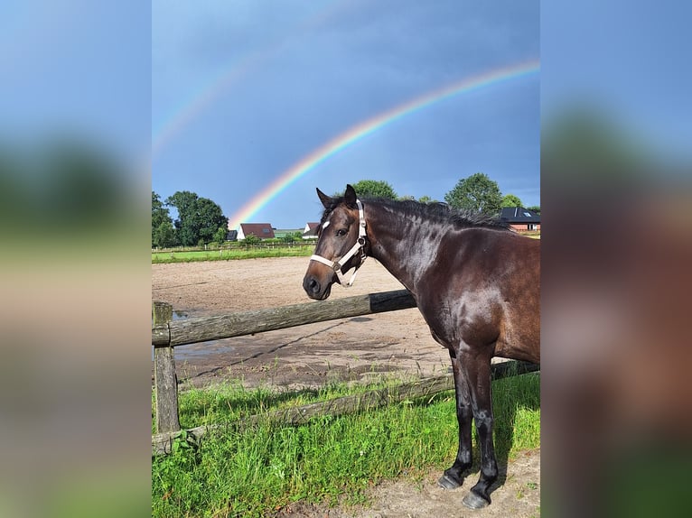 Deutsches Reitpony Mix Stute 18 Jahre 142 cm Dunkelbrauner in Barsbüttel