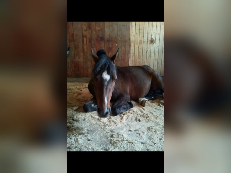 Deutsches Reitpony Stute 18 Jahre 143 cm Brauner in Bad Wildbad im Schwarzwald