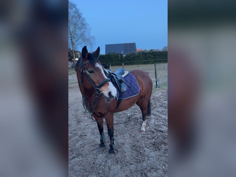 Deutsches Reitpony Stute 18 Jahre 143 cm Brauner in Hasel&#xFC;nne