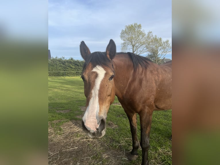 Deutsches Reitpony Stute 18 Jahre 143 cm Brauner in Hasel&#xFC;nne