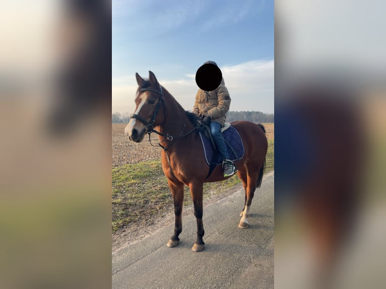 Deutsches Reitpony Stute 18 Jahre 143 cm Brauner in Hasel&#xFC;nne