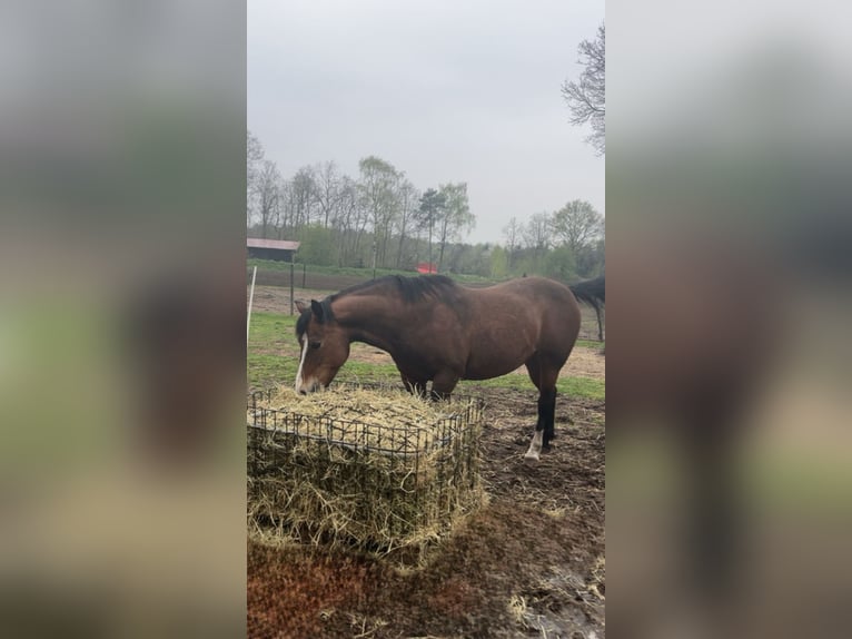 Deutsches Reitpony Stute 18 Jahre 143 cm Brauner in Hasel&#xFC;nne