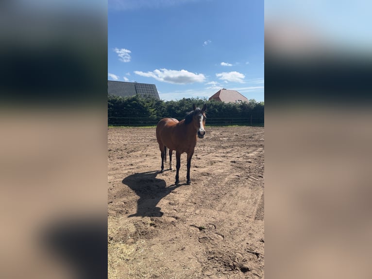 Deutsches Reitpony Stute 18 Jahre 143 cm Brauner in Hasel&#xFC;nne
