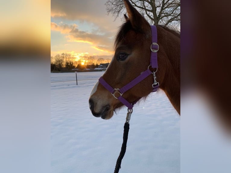 Deutsches Reitpony Stute 18 Jahre 143 cm Brauner in Hasel&#xFC;nne