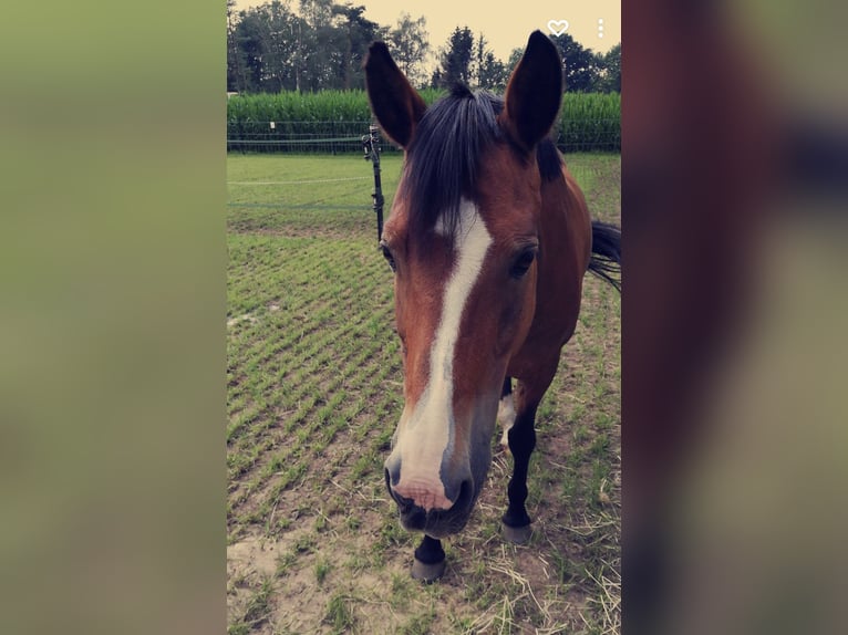 Deutsches Reitpony Stute 18 Jahre 143 cm Brauner in Hasel&#xFC;nne
