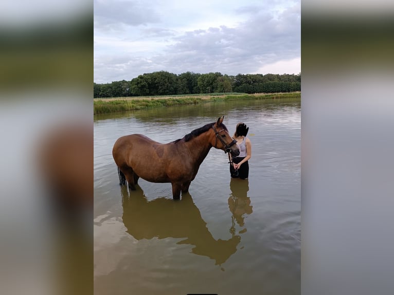 Deutsches Reitpony Stute 18 Jahre 143 cm Brauner in Hasel&#xFC;nne