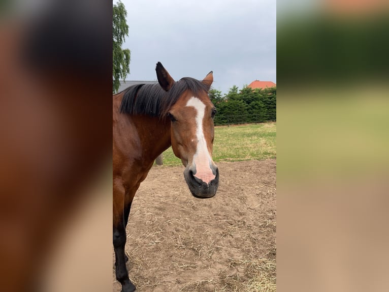 Deutsches Reitpony Stute 18 Jahre 143 cm Brauner in Hasel&#xFC;nne