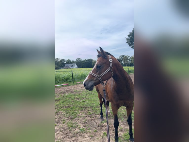 Deutsches Reitpony Stute 18 Jahre 143 cm Brauner in Hasel&#xFC;nne