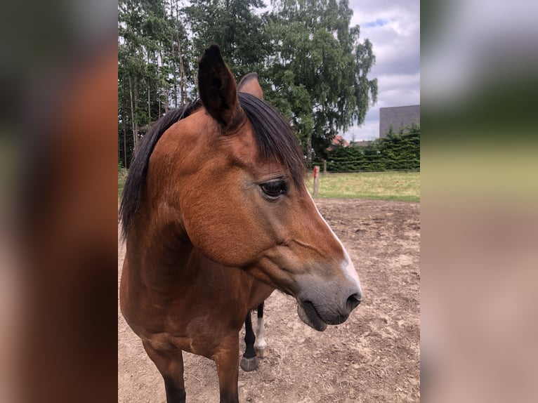 Deutsches Reitpony Stute 18 Jahre 143 cm Brauner in Hasel&#xFC;nne