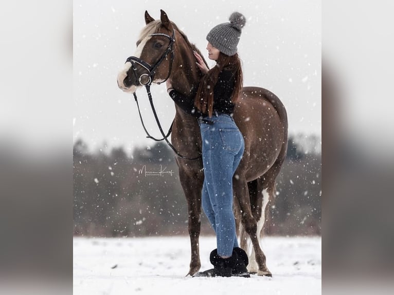 Deutsches Reitpony Mix Stute 18 Jahre 143 cm Dunkelfuchs in Norderstedt