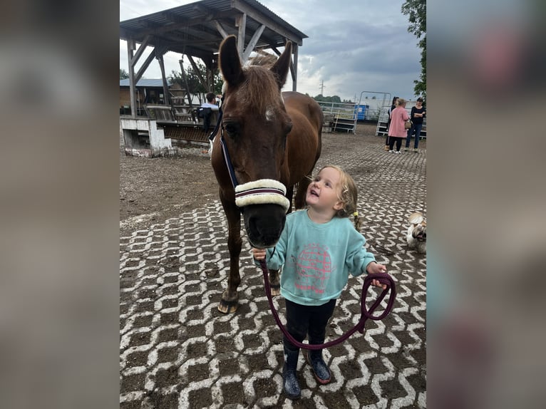 Deutsches Reitpony Mix Stute 18 Jahre 143 cm Fuchs in München