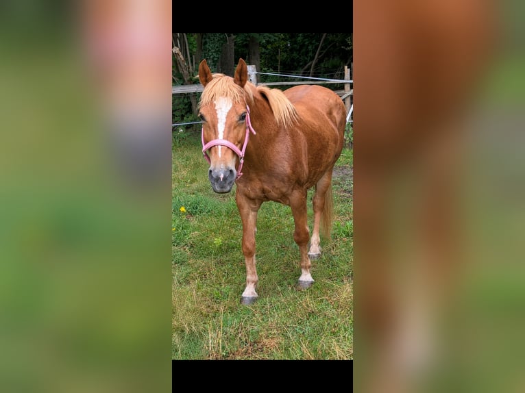 Deutsches Reitpony Mix Stute 18 Jahre 143 cm Fuchs in Norderstedt