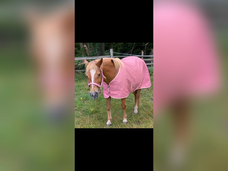 Deutsches Reitpony Mix Stute 18 Jahre 143 cm Fuchs in Norderstedt