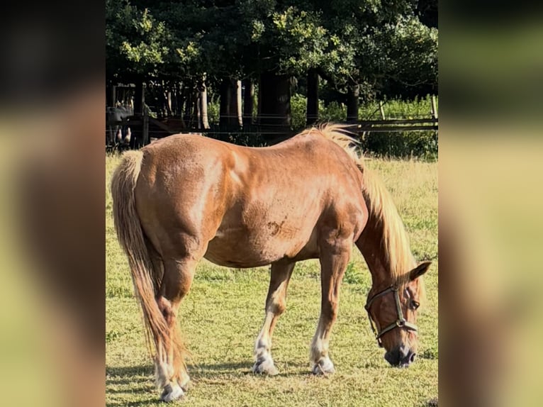 Deutsches Reitpony Mix Stute 18 Jahre 143 cm Fuchs in Norderstedt