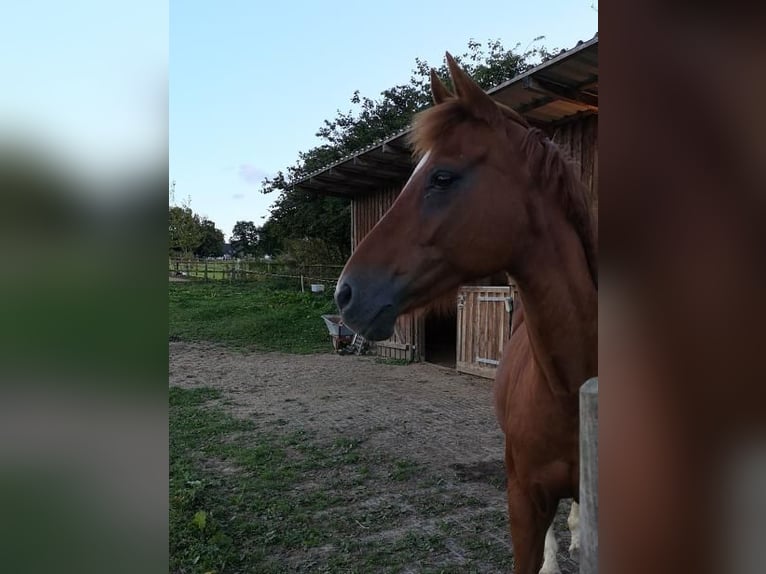 Deutsches Reitpony Stute 18 Jahre 143 cm Fuchs in Roetgen