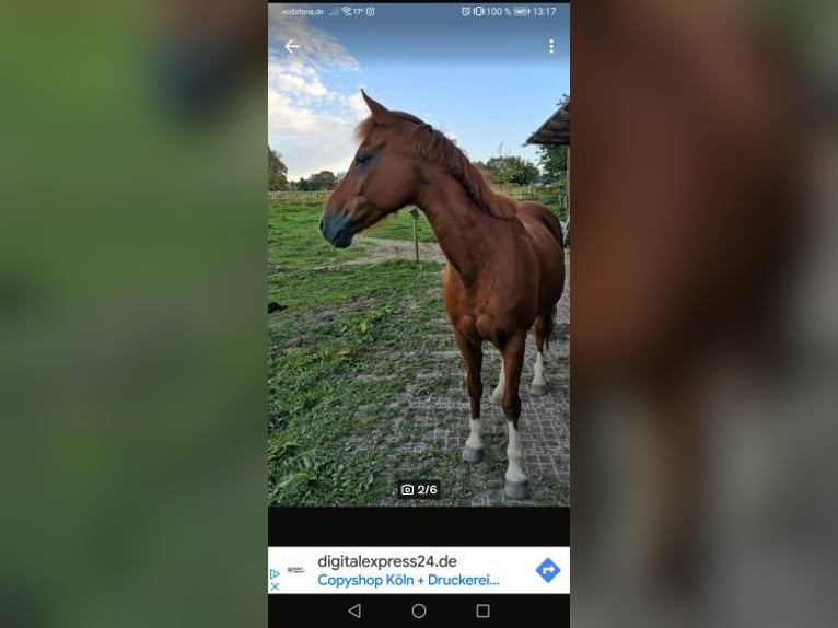 Deutsches Reitpony Stute 18 Jahre 143 cm Fuchs in Roetgen