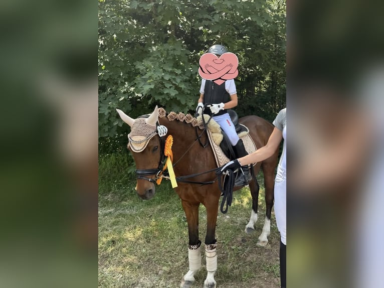 Deutsches Reitpony Stute 18 Jahre 144 cm Brauner in Niederstedem