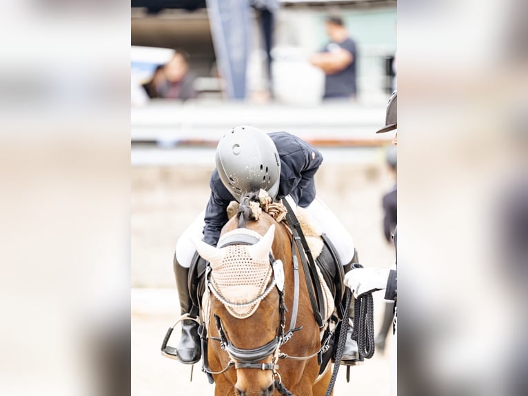 Deutsches Reitpony Stute 18 Jahre 144 cm Brauner in Niederstedem