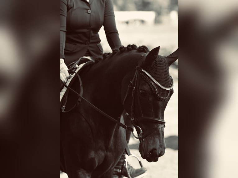 Deutsches Reitpony Stute 18 Jahre 145 cm Dunkelbrauner in Seevetal