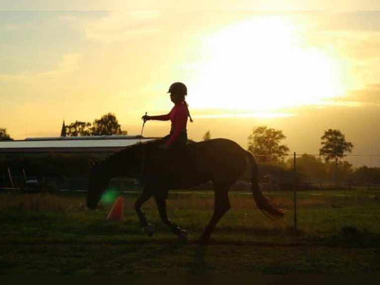 Deutsches Reitpony Stute 18 Jahre 145 cm Dunkelbrauner in Seevetal