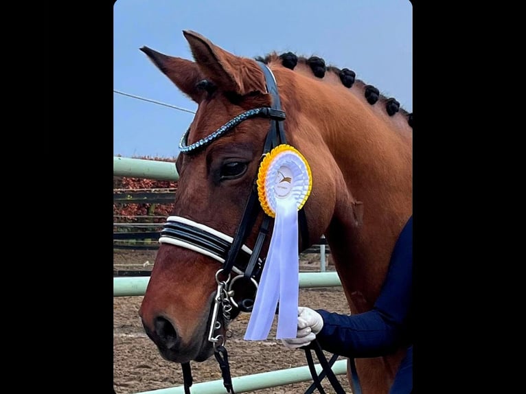 Deutsches Reitpony Stute 18 Jahre 146 cm Buckskin in Würselen