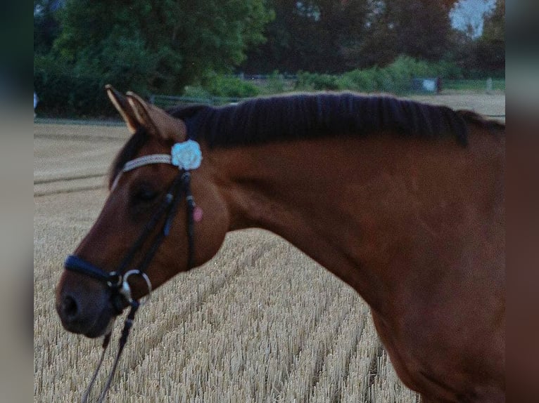 Deutsches Reitpony Stute 18 Jahre 146 cm Buckskin in Würselen