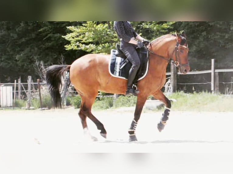 Deutsches Reitpony Stute 18 Jahre 146 cm Buckskin in Würselen