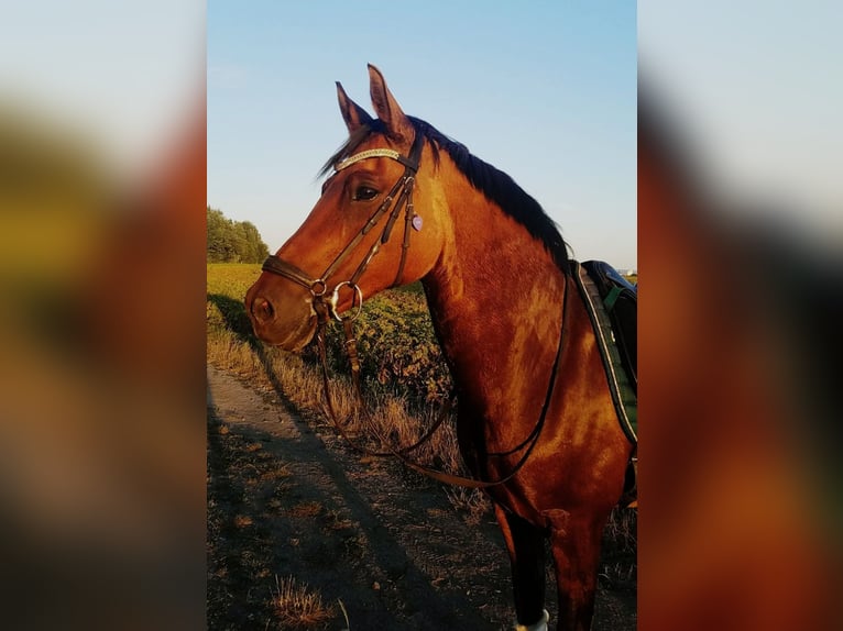 Deutsches Reitpony Stute 18 Jahre 146 cm Buckskin in Würselen
