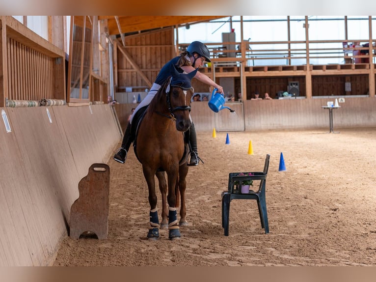 Deutsches Reitpony Stute 18 Jahre 146 cm Dunkelfuchs in Trier