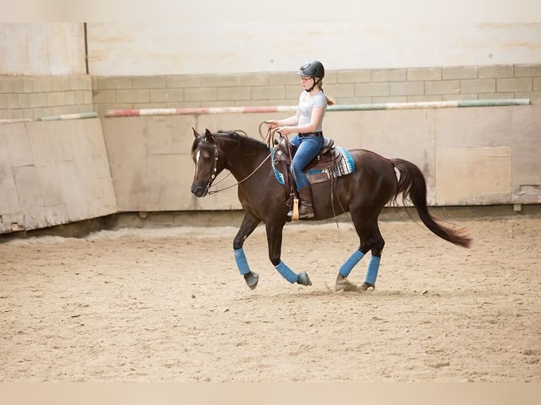 Deutsches Reitpony Stute 18 Jahre 146 cm Dunkelfuchs in Trier